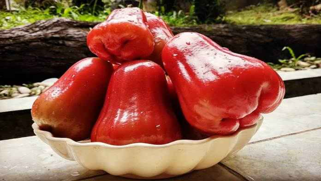 8 Manfaat Jambu Semarang untuk Kesehatan